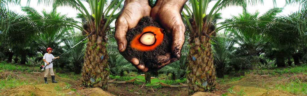 The group's plantation interest is held through Inxion Plantations Sdn.Bhd a subsidiary of Caspari Group Sdn.Bhd.